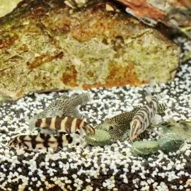 Jbl Pronovo Botıa Tab M 1000Ml