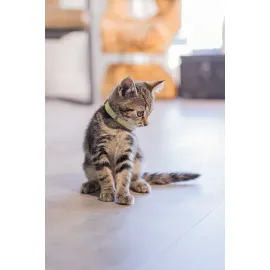 Beeztees Yavru Kedi Boyun Tasması, Bebek Sarı, 18-23Cm