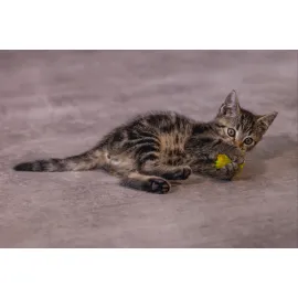 Beeztees Yavru Kedi Oyuncağı, Hışırtılı Top, 4 Adet, 5cm