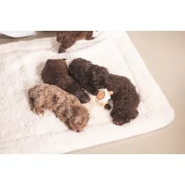 Beeztees Yavru Köpek Oyuncağı, Peluş, Beyaz, 37X28X4Cm