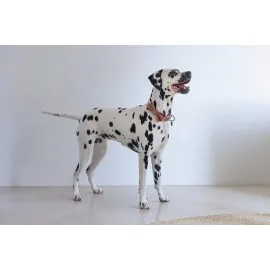 Beeztees Dbl Köpek Papyonu, Kadife, Pembe, 12Cm