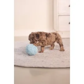 Beeztees Yavru Köpek Oyuncağı, Top, Peluş, Mavi, 10Cm