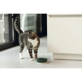 Beeztees Dbl Kedi Mama Su Kabı, Seramik, Mat Yeşil, 12Cm, 300Ml