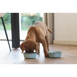 Beeztees Yavru Köpek Mama Su Kabı, Paslanmaz Çelik, Kaymaz Taban, Turkuaz, 13Cm, 470Ml