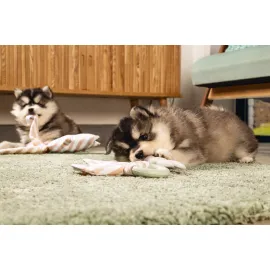 Beeztees Yavru Köpek Diş Oyuncağı, İçi Dolu Halka Ve Kumaş, Kauçuk, Yeşil, 8,5Cm