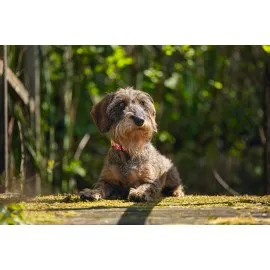 Beeztees Köpek Tasması, Pembe, 26-40Cm, 15Mm