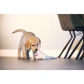 Beeztees Yavru Köpek Oyuncağı, Unicorn, Peluş, Beyaz, 74X14X15Cm