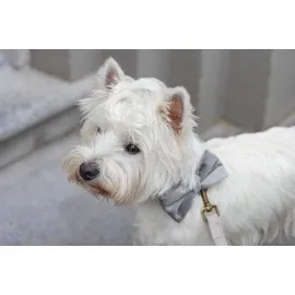 Beeztees Dbl Köpek Papyonu, Kadife, Gri, 9Cm