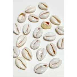 10 Adet Orjinal İstiridye Aparatı Büyük-Krem