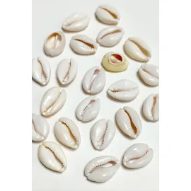 10 Adet Orjinal İstiridye Aparatı Büyük-Krem